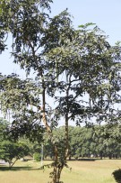 Live Plant Image