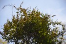 Live Plant Image