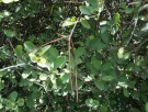Live Plant Image