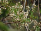 Live Plant Image