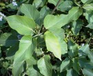 Live Plant Image