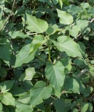 Live Plant Image