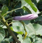 Live Plant Image
