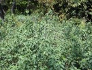 Live Plant Image