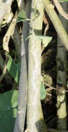 Live Plant Image