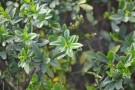 Live Plant Image