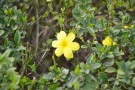 Live Plant Image