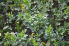 Live Plant Image