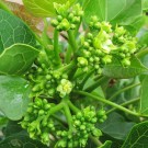 Live Plant Image