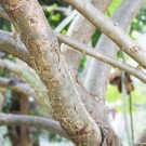 Live Plant Image