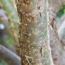 Live Plant Image