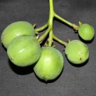 Live Plant Image