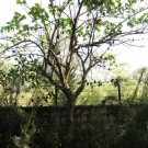 Live Plant Image
