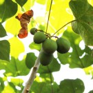 Live Plant Image