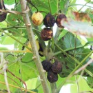 Live Plant Image