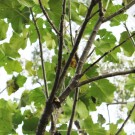 Live Plant Image