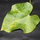 Live Plant Image