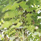 Live Plant Image
