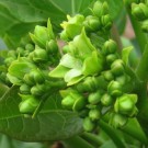 Live Plant Image