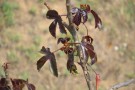 Live Plant Image