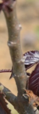Live Plant Image