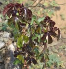 Live Plant Image