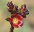 Live Plant Image