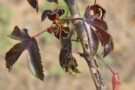 Live Plant Image