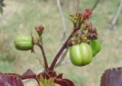 Live Plant Image