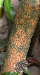 Live Plant Image
