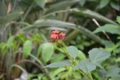 Live Plant Image