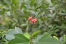 Live Plant Image