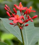 Live Plant Image