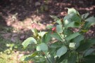 Live Plant Image