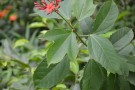 Live Plant Image