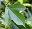 Live Plant Image