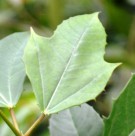 Live Plant Image