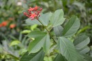 Live Plant Image