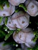 Live Plant Image