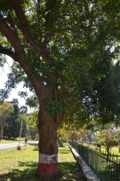 Live Plant Image