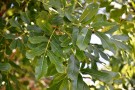 Live Plant Image