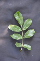 Live Plant Image