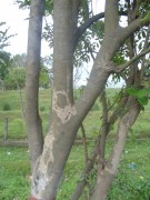 Live Plant Image