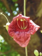 Live Plant Image