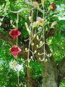 Live Plant Image