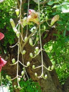 Live Plant Image