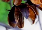 Live Plant Image