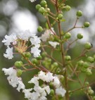 Live Plant Image