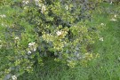 Live Plant Image