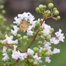 Live Plant Image